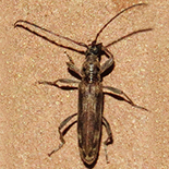 Graciliderolus parvus